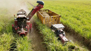 نیشکر به یکی از ارزنده‌ترین سهام بازار سرمایه تبدیل می‌شود