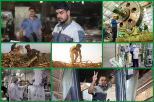 کارگران نیشکر مشغول به کارند؛ صدای مقاومت در سنگر تولید