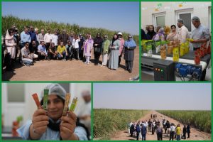 شاعران و داستان‌نویسان از نیشکر فارابی بازدید کردند/ خوزستان میزبان هنرمندان در سومین شکرستان ادبی شد