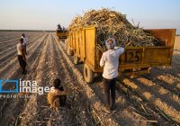 گزارش تصویری | کشت نیشکر در خوزستان گزارش تصویری | کشت نیشکر در خوزستان