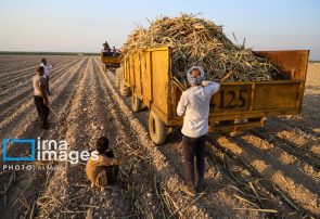 گزارش تصویری | کشت نیشکر در خوزستان