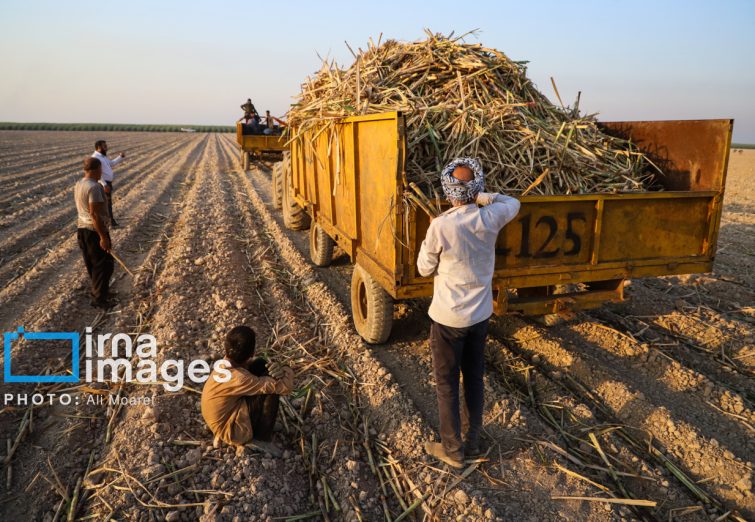 گزارش تصویری | کشت نیشکر در خوزستان