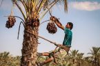 پیش‌بینی برداشت ۱۵۰ هزار تن خرما از نخلستان های آبادان